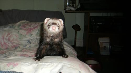 I love ferrets! And I think there needs to be as many ferret care sites as possible