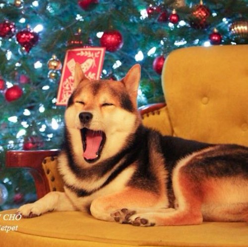 bunnypunpo's profile picture. 