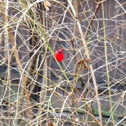 cardinal998's profile picture. 