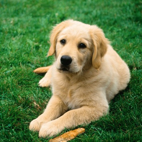 Common_Dog_Woof's profile picture. Just a common dog, doing common dog things.