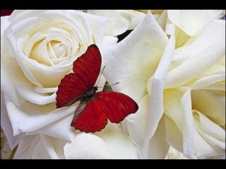 bandbrayden's profile picture. 