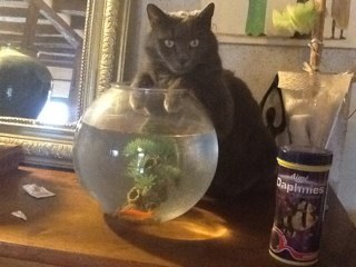 eden3072's profile picture. 