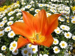 racpasnvegcup's profile picture. レモンをなめると元気になりますw間違いなく紅茶にはレモンいれます！