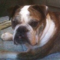 Ethel Stone - @EthelTheBulldog Twitter Profile Photo