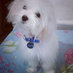 Perros Lindos Panama (@perroslindospty) Twitter profile photo Perros Lindos Panama (@perroslindospty) Twitter profile photo