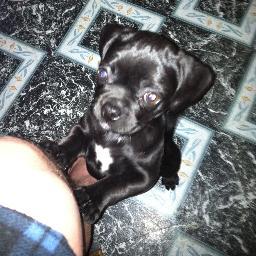 tinkersfolly's profile picture. Advocate for Alzheimer's and Stroke Survivors! Pug lover,pugs  pugs are constantly delightful! Hobbies: reading, crafts, FB, & cooking.