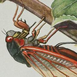 BroodIICicadas's profile picture. 