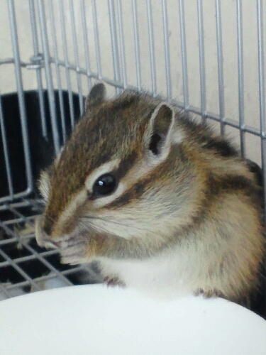 埼玉のサラリーマン。いつでもモンハン 。ちょっと沖縄好き。お酒好き過ぎw。シマリス飼ってます。 モンハン/Fallout４/ドラゴンズドグマ/BIOHAZARD/仁王/ラスアス/ラスアス2/PUBG MOBILE/APEX LEGENDS/GANTZ/シマリス