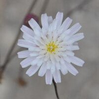 imho (@imho9999) 's Twitter Profile