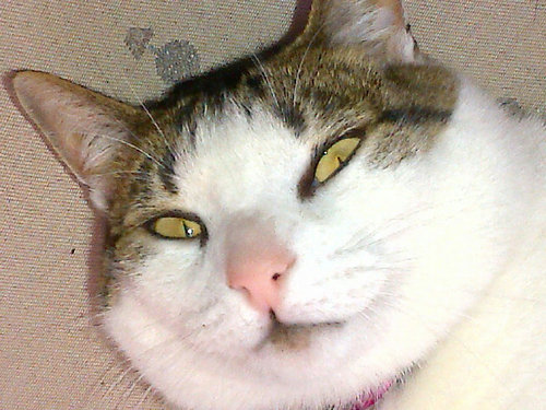 shaazza13's profile picture. 