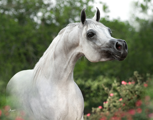 اعشق الخيل وركوبها واقتنيها - فارس خيال - رجل في الثلاثينات من العمر جربت الحياه وتجرعت مرها - واحب مستقبلها - ويعجبني حاضرها - وواللهم احسن خاتمتنا .