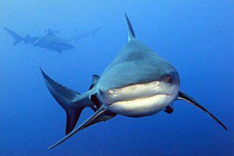 GCBullSharks's profile picture. This page will be keeping you updated with Bull shark movements on the Gold Coast of Australia, and tips on how to catch them!
