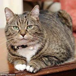@ChancellorsCat