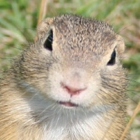 zieselbaer's profile picture. nosey - blogspotter - Österreicher mit westlichem Migrationshintergrund - Experte für eigentlich eh nix! - folge fast nur Ösis ... naja, auch netten Germanen