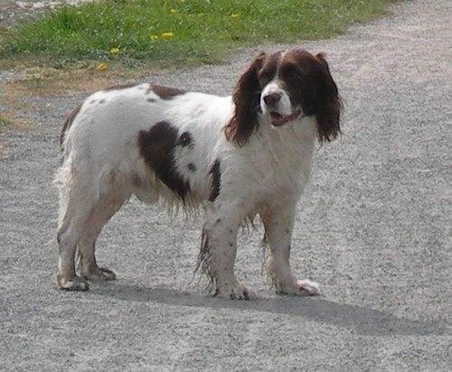 Retired police officer, working for Badger Software Ltd, supplying CLIO (critical incident management), to UK police forces and other law enforcement agencies