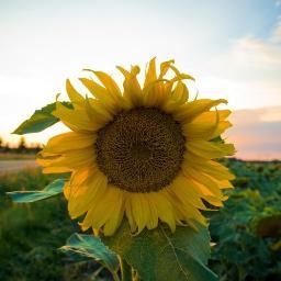 earthmymother's profile picture. 