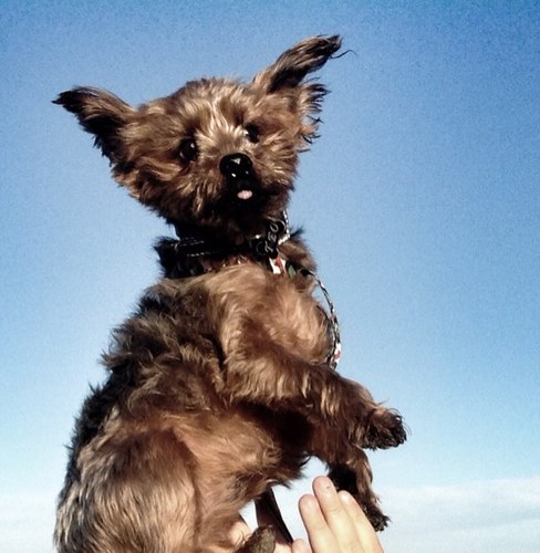 kucciolissima's profile picture. 