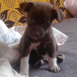 ღღღDomiśღღღ