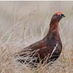 Red Grouse (@the_red_grouse) Twitter profile photo