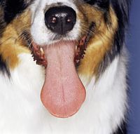 When your doggy or kitty needs the best, see Gary the Vetand his pet care team! Highland is AAHA certified, practice excellence! We stay hip! Not dysplastic!