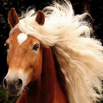 Beste Paarden Foto's (@PonyFoto) | Twitter QU-87