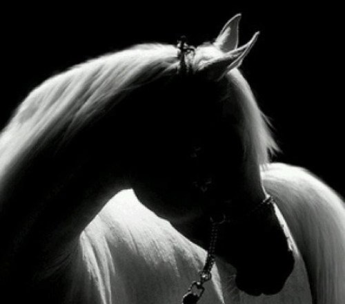 bosho78's profile picture. هذا الضجر مليء بأشياء لا تأتي عندما يخلو الكون بنفسه .