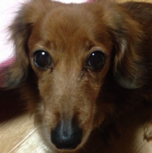 ヾ(＠⌒ー⌒＠)ノ