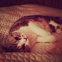 Happy. Free. Confused. Lonely. At the same time.Together with my beautiful and talented owner @taylorswift13 ..The real account of the taylor's cat!