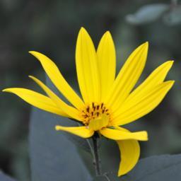 Catamount1938's profile picture. 