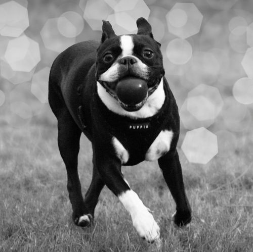 Retired graphic designer/artist/photographer. Crazy dog lady.