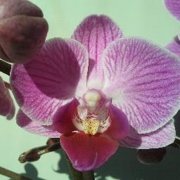 Un rincón dedicado a la belleza y cuidado de las orquideas