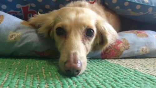 I'm big fan of ☆JANG KEUN SUK☆장근석☆2PM☆BON JOVI☆海外旅行が好きでHAWAIIなら一人で行っちゃいます(^o^)Miniature Dachshund3匹のママ。気が向いたらくだらないことつぶやいてます。