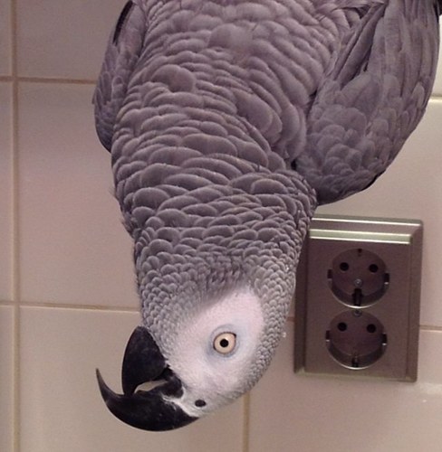 tamasp's profile picture. 