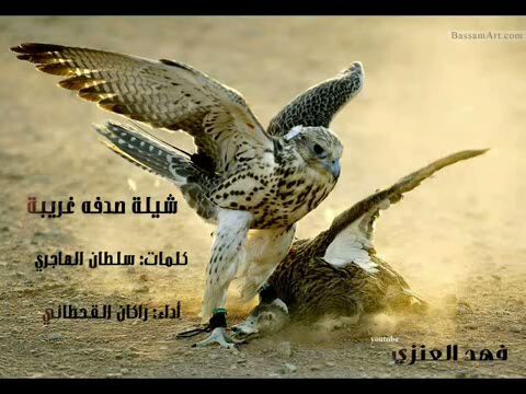 abn_alhela's profile picture. 