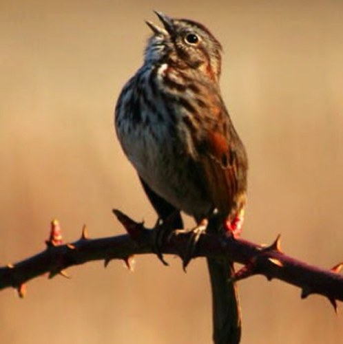 s2arahlynne's profile picture. Faith may dance because Christ sings & we may come in the quire & lift our hoarse & rough voices & chirp & sing & shout for joy with our Lord Jesus. -Rutherford