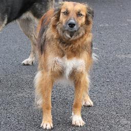 malvernwalkies's profile picture. Professional dog walker in the shadow of the Malvern Hills. http://t.co/0yP5w087SV