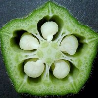 オクラbot (@okura_ore) Twitter profile photo