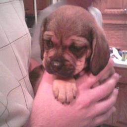 pchop83's profile picture. 