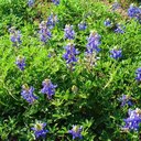 Denise Bolin - @DeniseBolin1 - Twitter