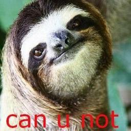 i have a strange obsession with sloths don't ask
