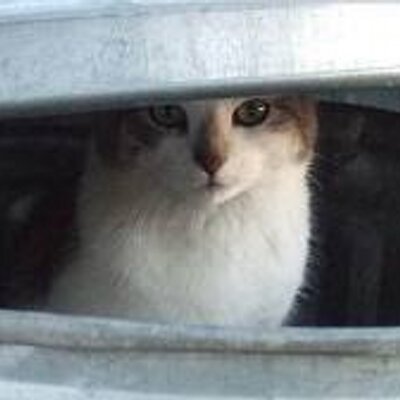 kat gevonden kat gevonden kat gevonden kat gevonden