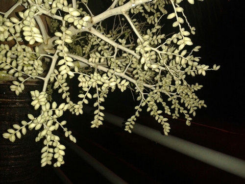 nasheedfran's profile picture. 