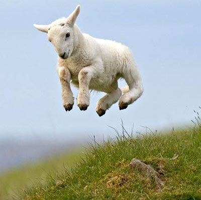 kalamotxa's profile picture. Pastando