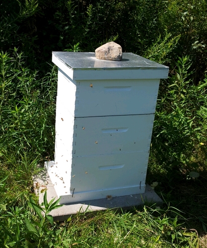 HRH_Honey's profile picture. 