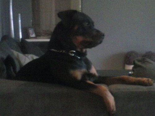 wilmawesterkamp's profile picture. 