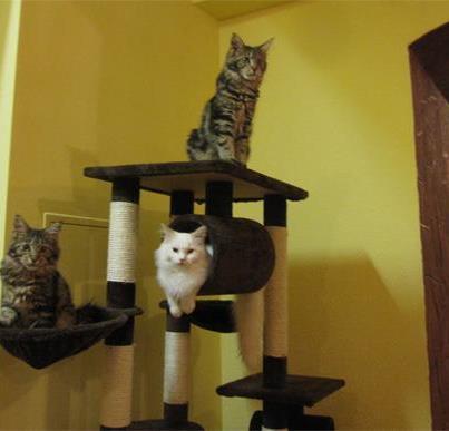 First cat cafe in Hungary second in Europe, try it and feel the experience! :)  http://t.co/Spvjtzq5rn