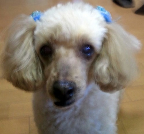 hanaaimoq's profile picture. 