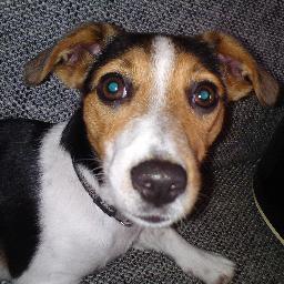 surepit's profile picture. 