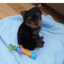 Eric Lebel - @Chassebuck1Eric - Twitter