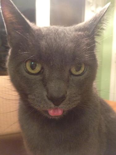 SmokeyTheBoxCat's profile picture. I'm a cat and I do what I want...